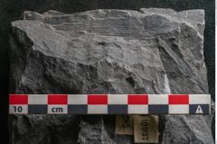 Foto (Detailansicht) von Senftenbergia crenata Lindl. et H. (NHMW-GEO-2024-0188-10937)